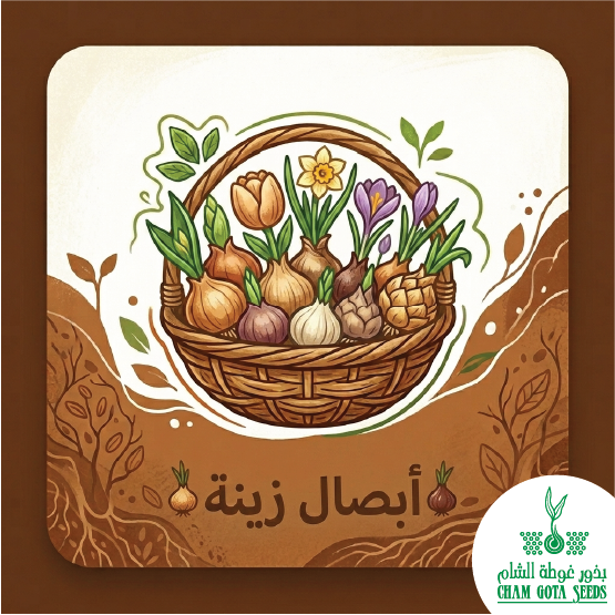 أبصال زينة