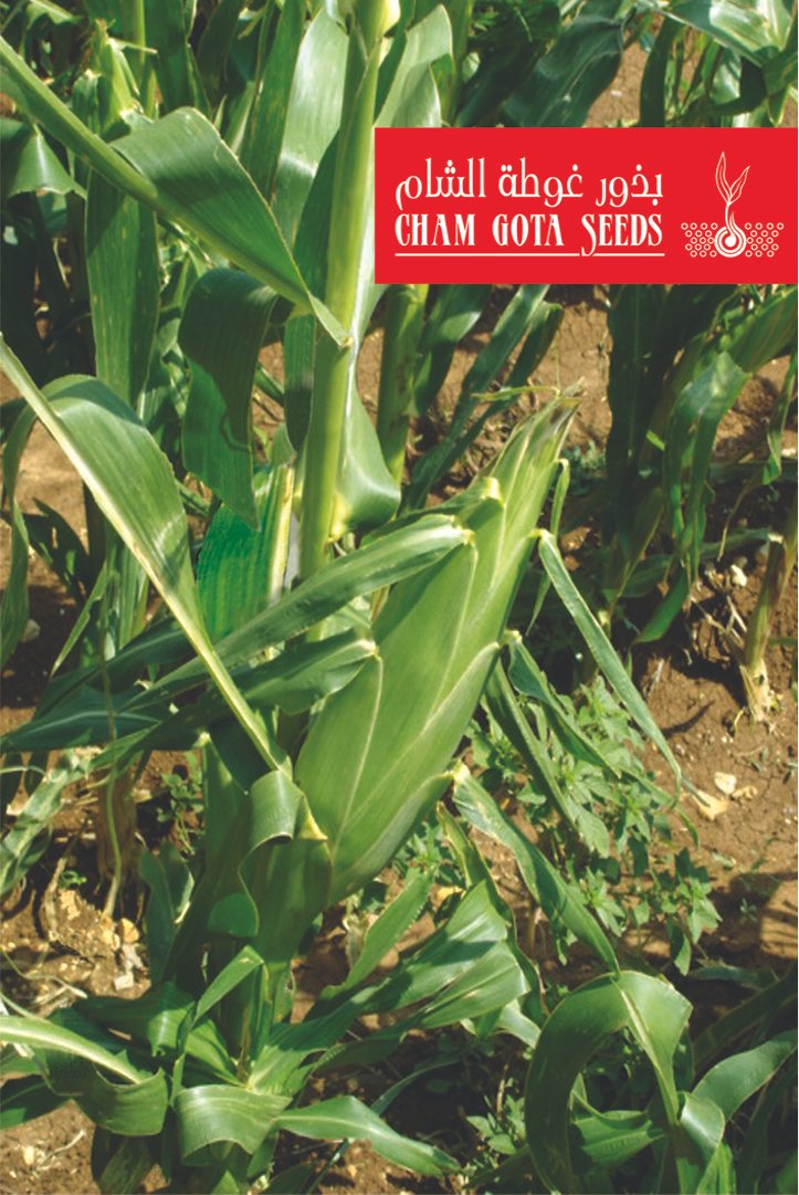 ذرة شامية صفراء   هجين (بردى)