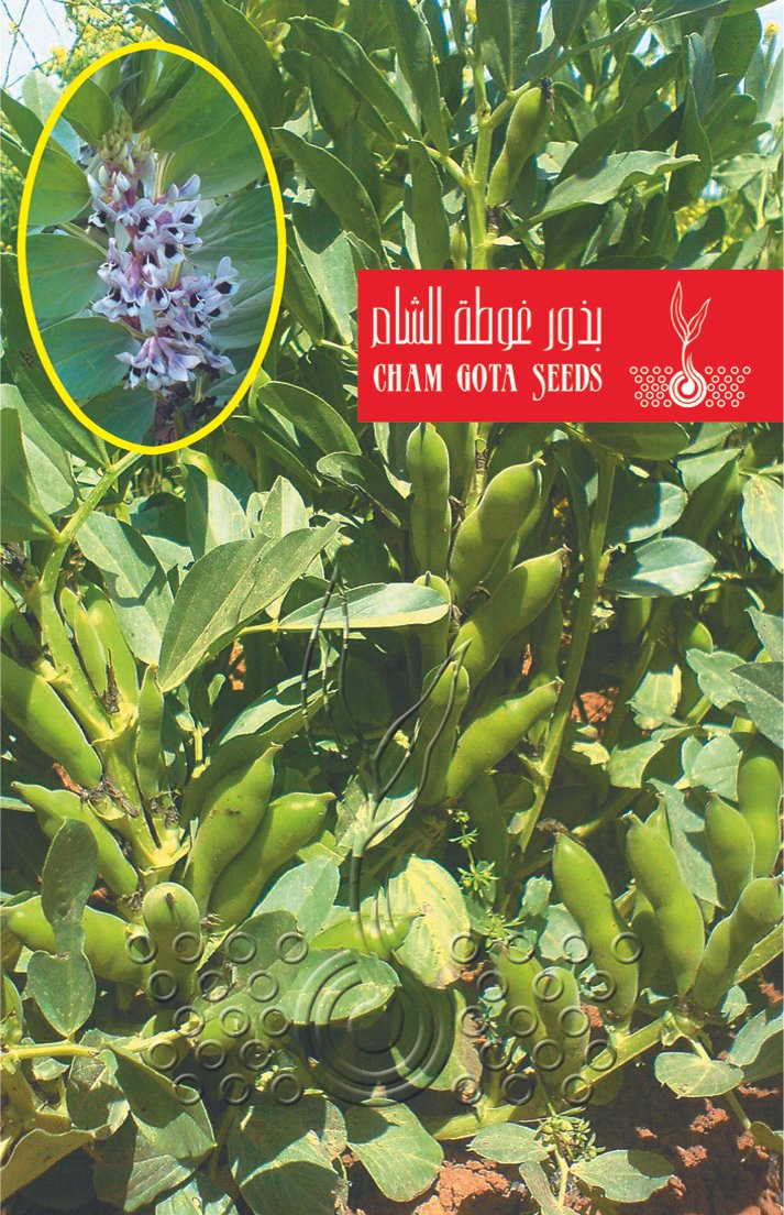 فول بلدي (قبرصي ليماسول)