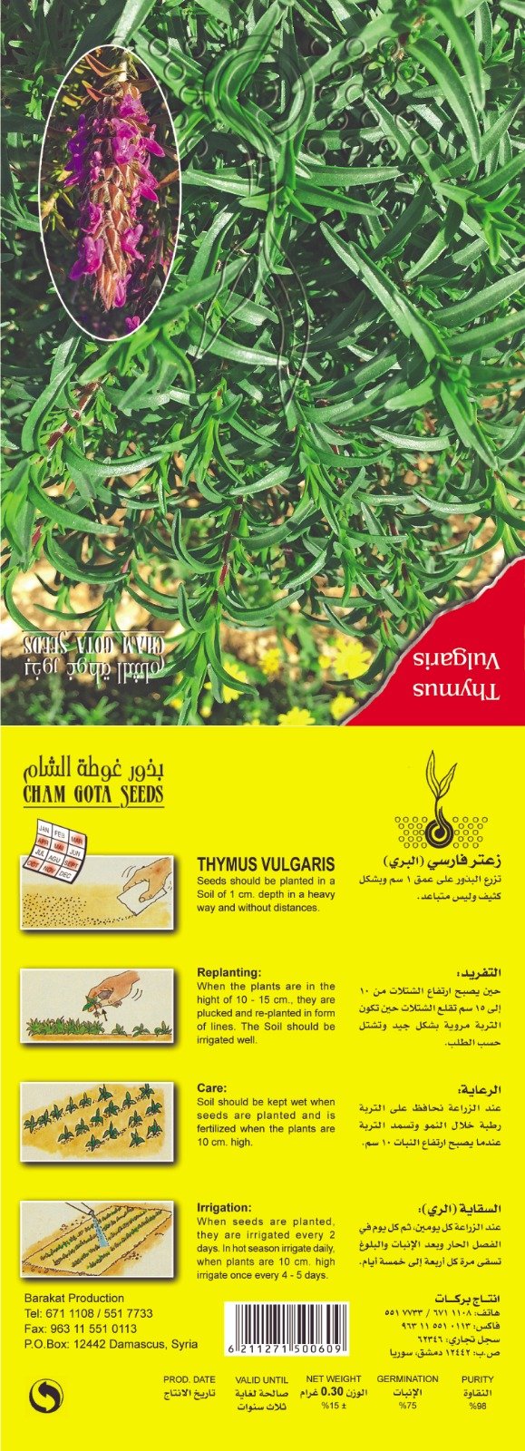 زعتر سوري (أوريغانو)