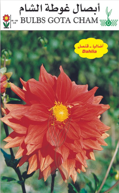 أضاليا قنصل (زهر الرمان)