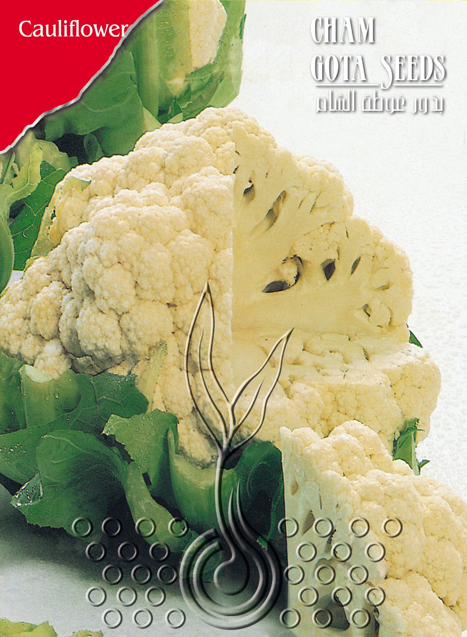 قرنبيط (زهرة)