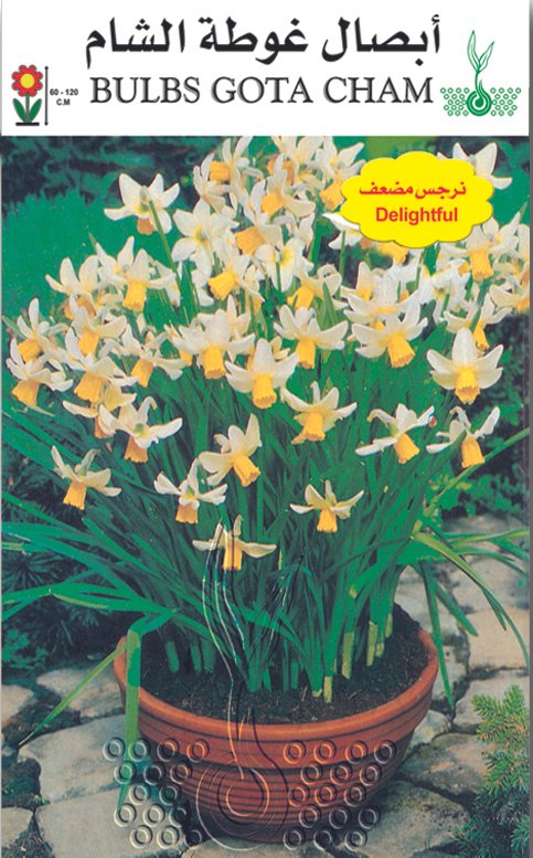 نرجس بلدي