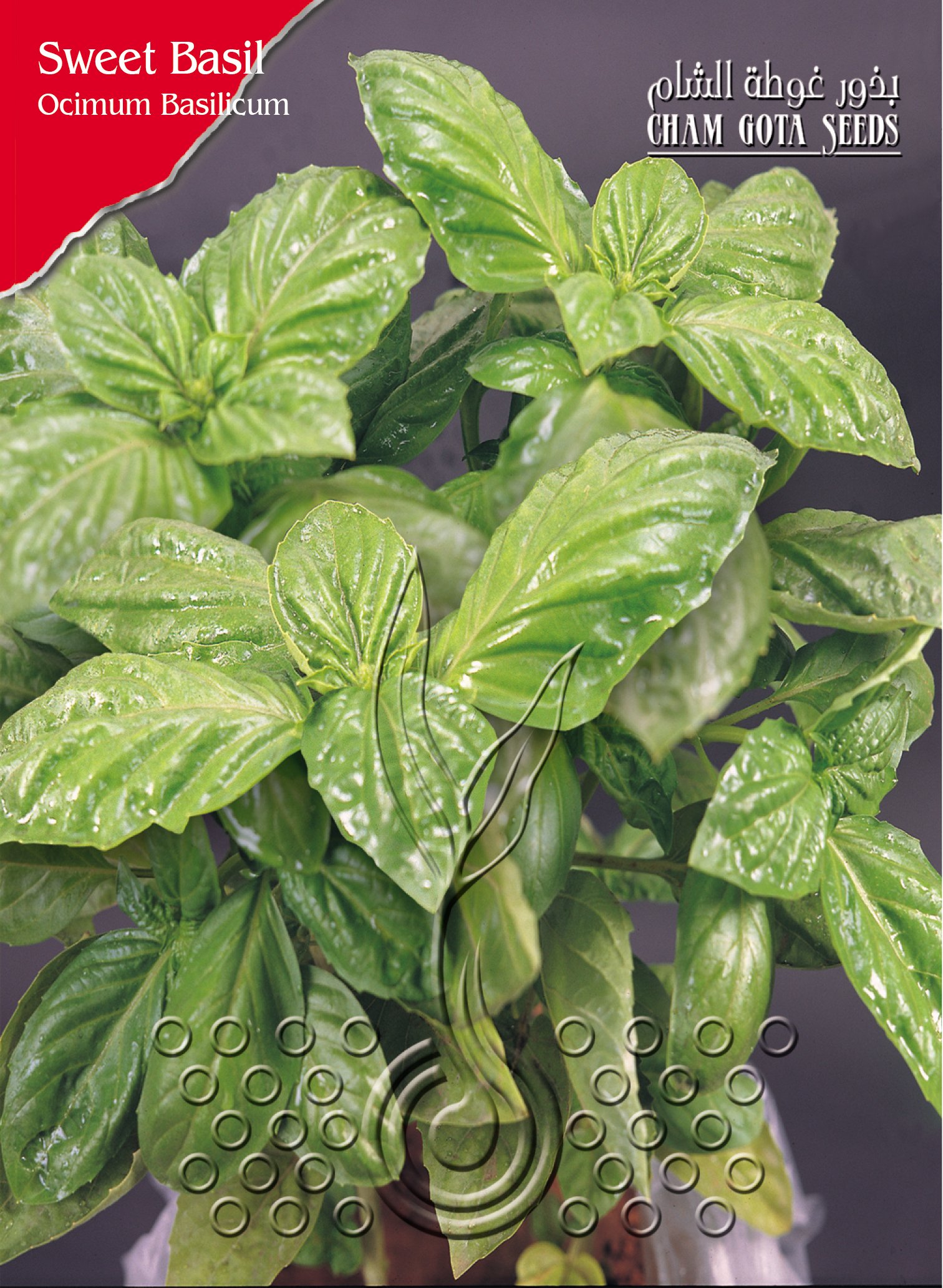 حبق (ريحان خشن)