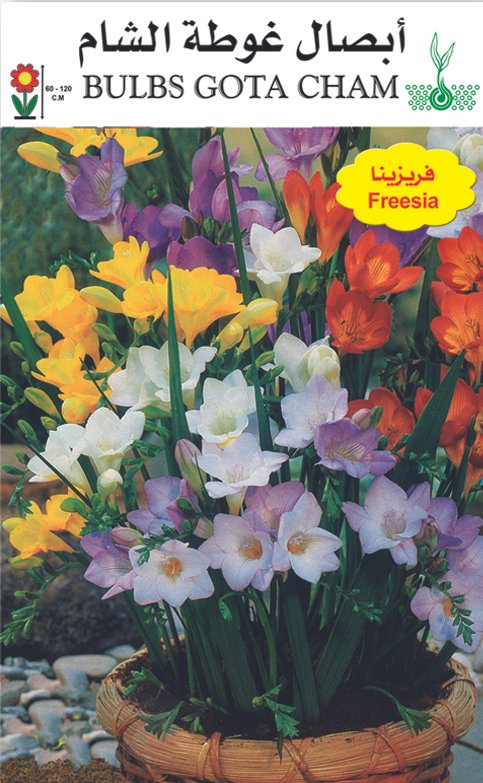 فريزينيا