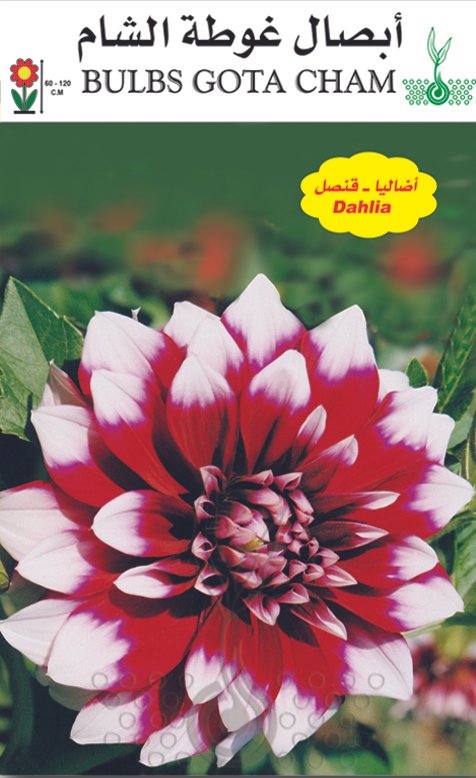 أضاليا قنصل (شمسي)