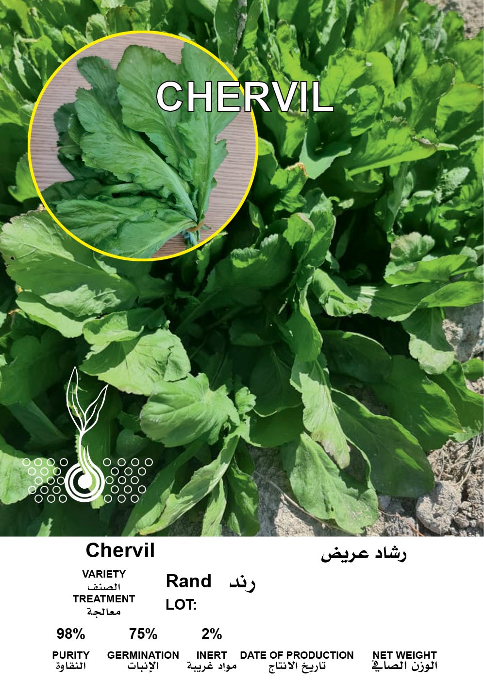 رشاد