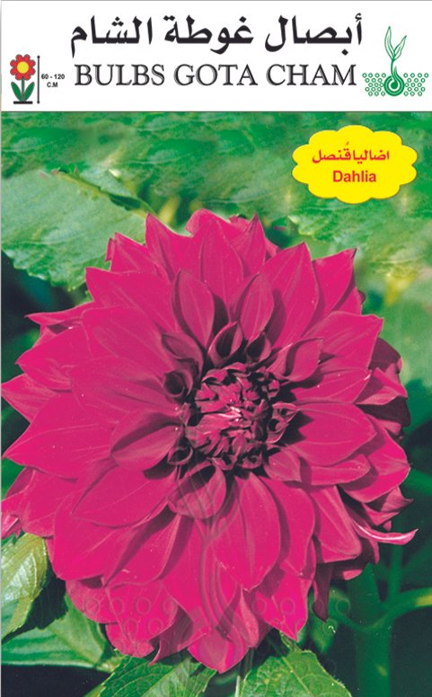 أضاليا قنصل (موف)