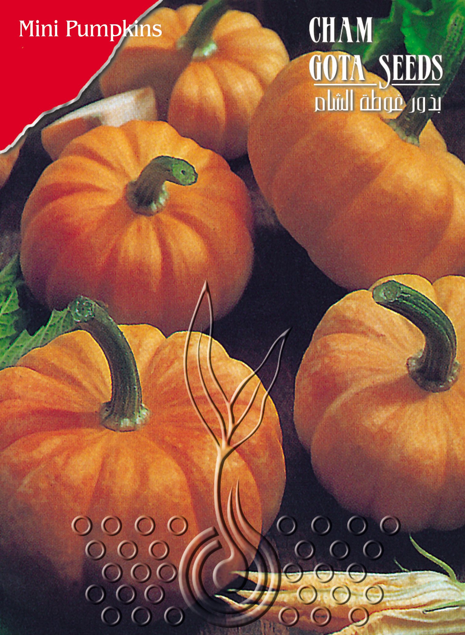 قرع أحمر صغير