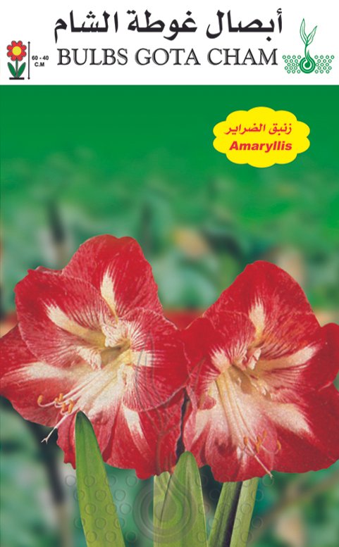 أمرلس (ضراير)
