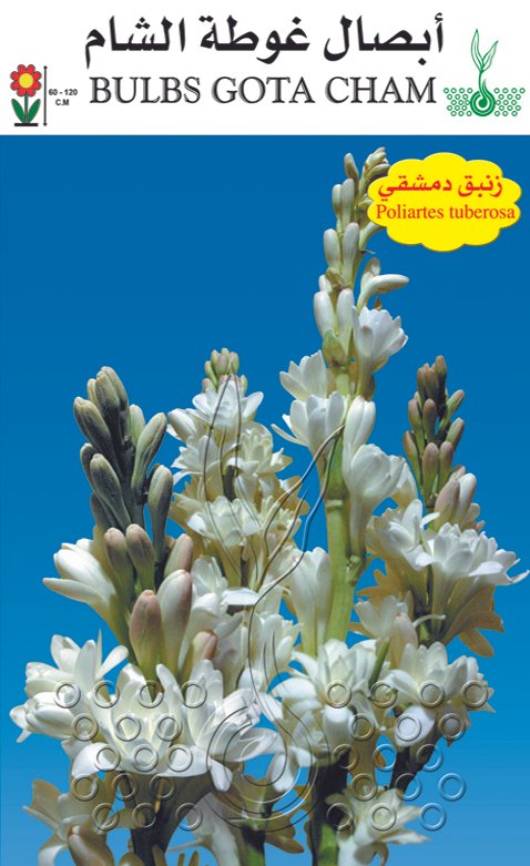 زنبق دمشقي