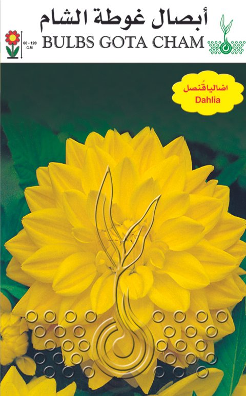 أضاليا قنصل (أصفر)