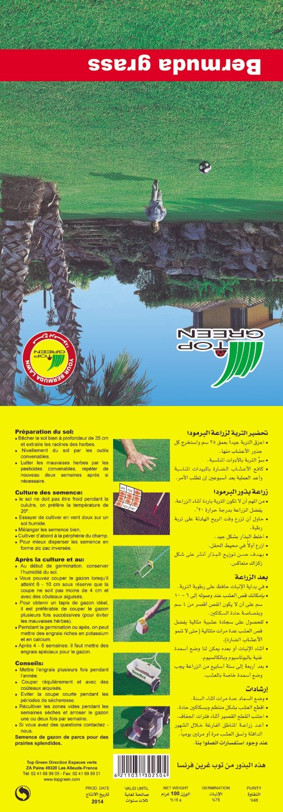 بذور عشب ملاعب