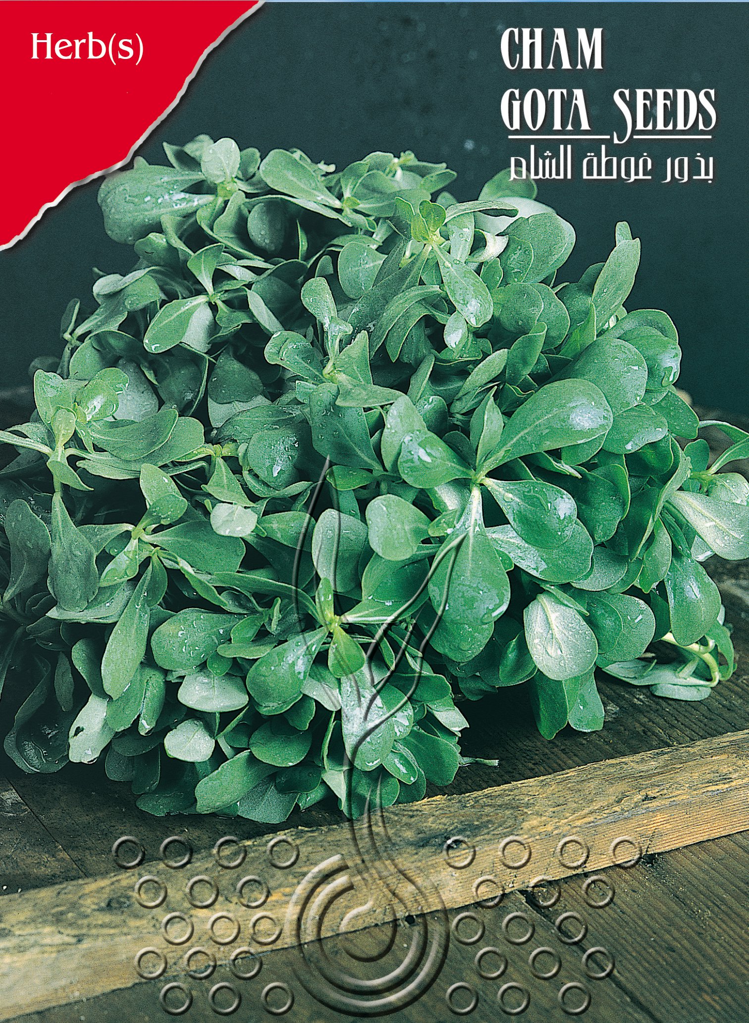 بقلة