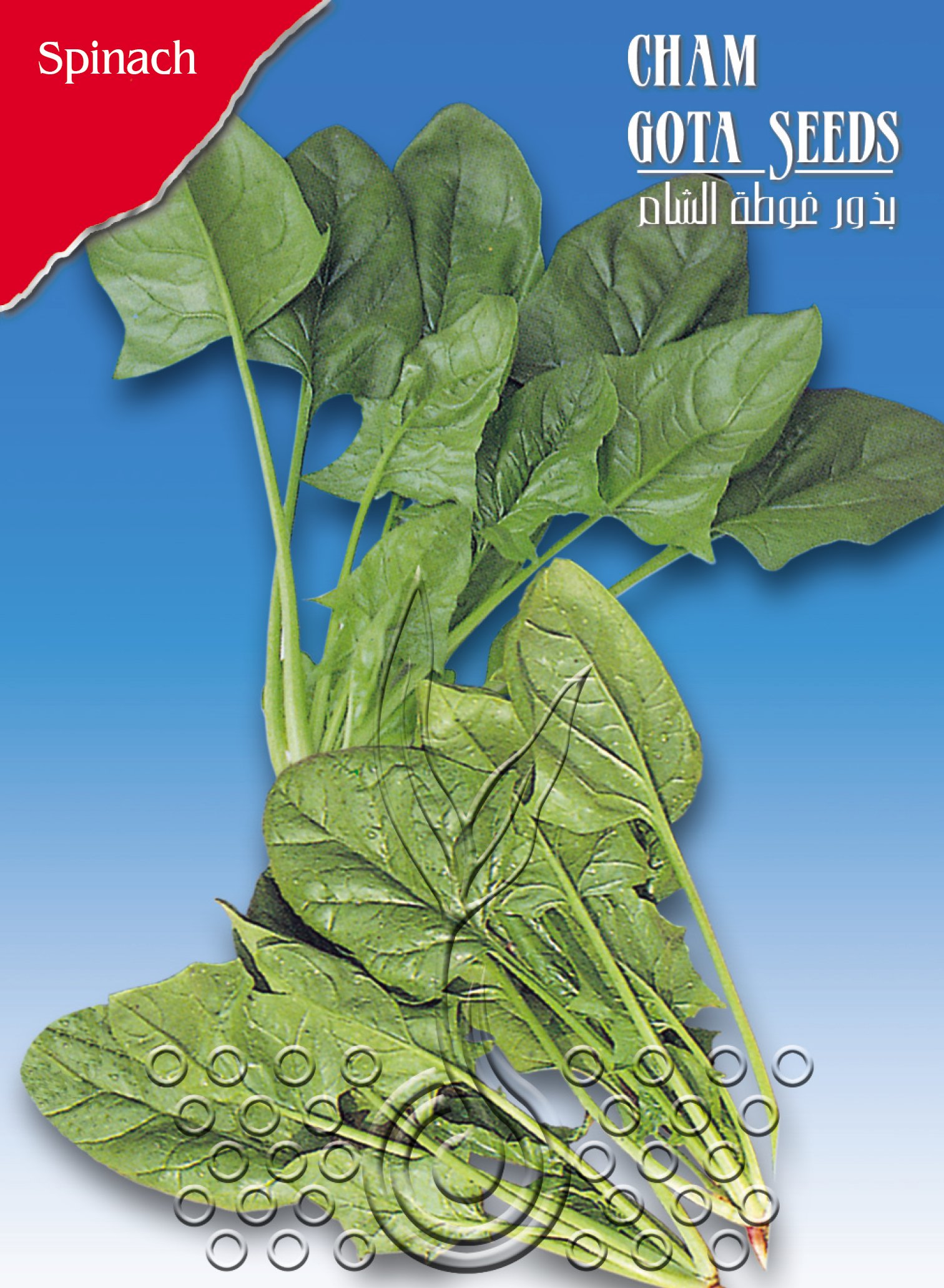 سبانخ