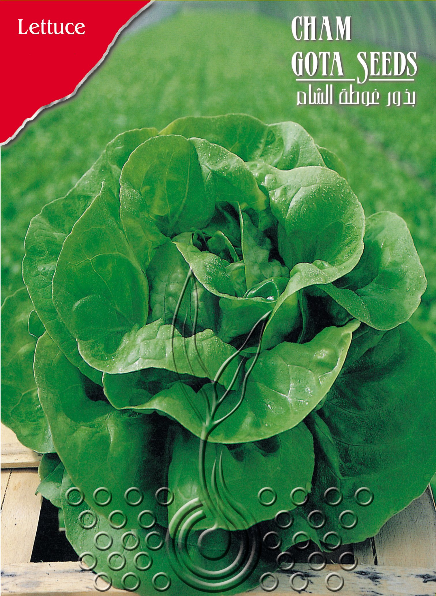 خس أفرنجي (كبوس)