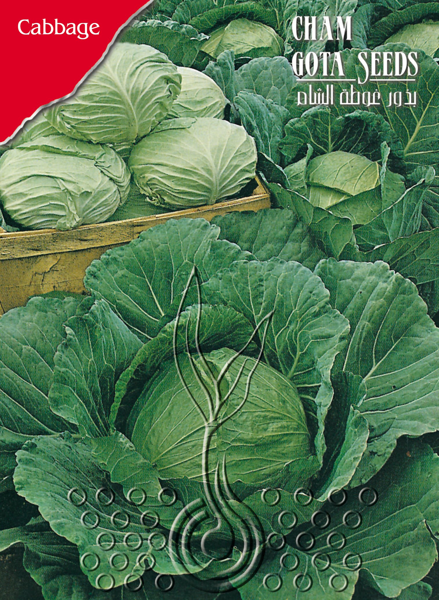 ملفوف
