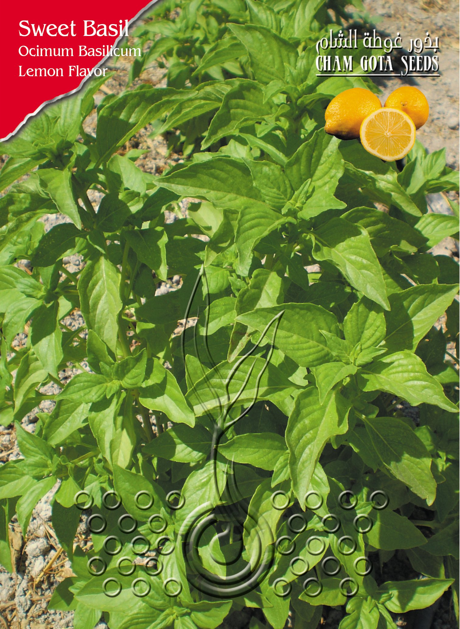 حبق (ريحان بنكهة الليمون)