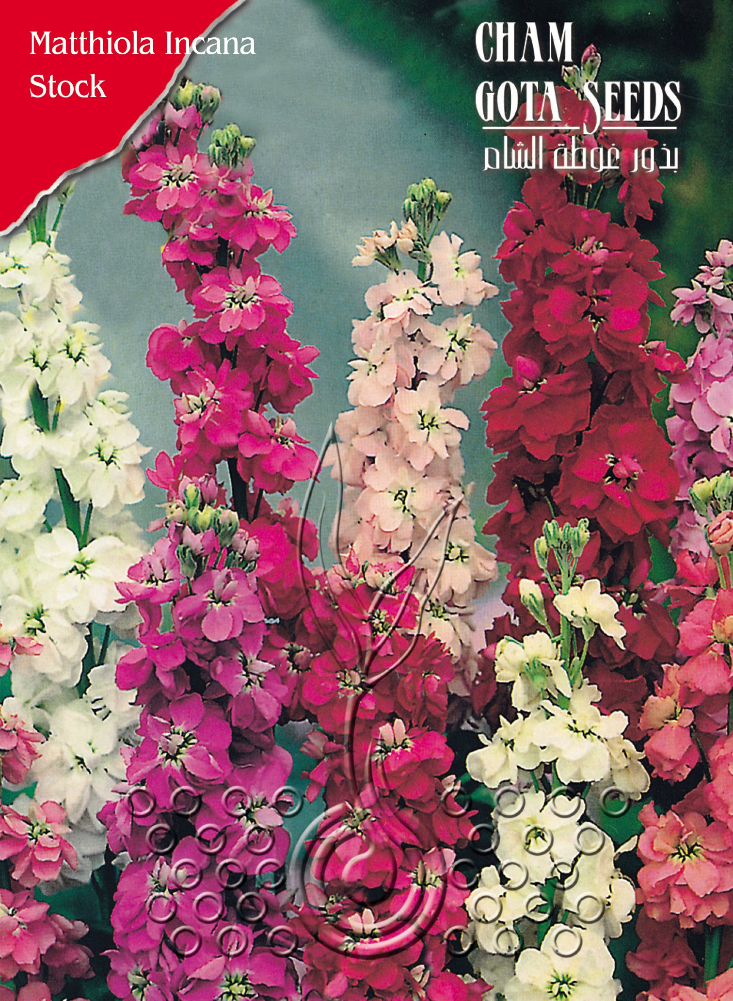 منثور